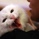 Illustration for article titled Sorry, Your Cat Might Consume Your Corpse When You Die Alone